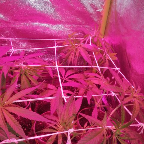 shurak kush  growlog photo: tecnica SCROG 