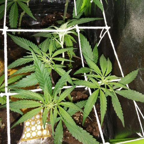 shurak kush  growlog photo: crecimiento fuerte y rapido ya en csmbio de foto en 12/13h disminuyó poco a poco hasta llegar a 12/12