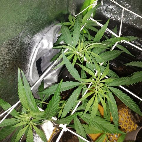 shurak kush  growlog photo: crecimiento fuerte y rapido ya en csmbio de foto en 12/13h disminuyó poco a poco hasta llegar a 12/12