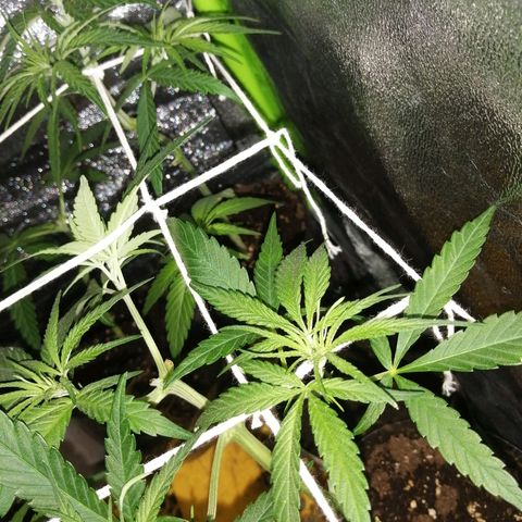 shurak kush  growlog photo: crecimiento fuerte y rapido ya en csmbio de foto en 12/13h disminuyó poco a poco hasta llegar a 12/12