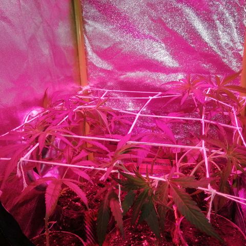 shurak kush  growlog photo: tecnica scrog seguimiento