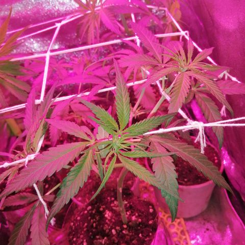 shurak kush  growlog photo: tecnica scrog seguimiento