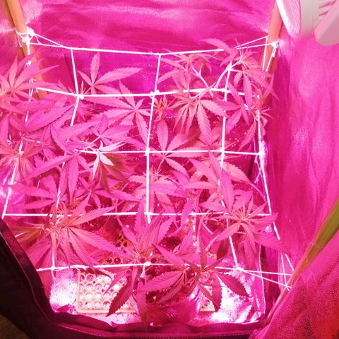 shurak kush  growlog photo: tecnica scrog seguimiento