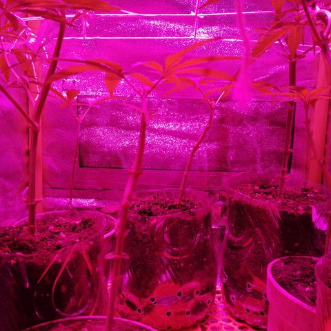 shurak kush  growlog photo: entrenamiento y riego con ec de 1000 ( grow y root )