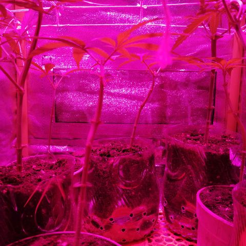shurak kush  growlog photo: entrenamiento y riego con ec de 1000 ( grow y root )