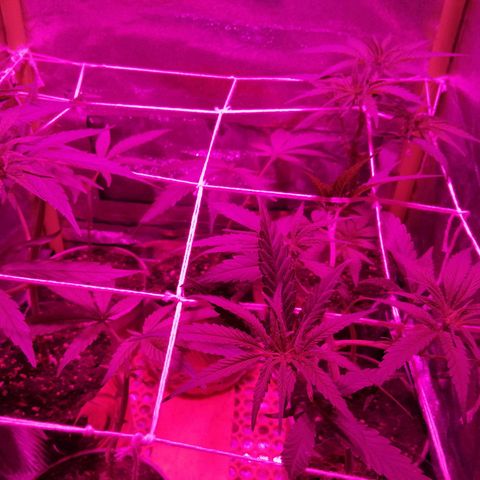 shurak kush  growlog photo: entrenamiento y riego con ec de 1000 ( grow y root )