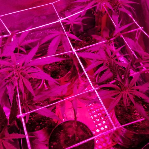 shurak kush  growlog photo: entrenamiento y riego con ec de 1000 ( grow y root )