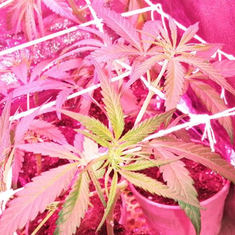 shurak kush  growlog timeline photo