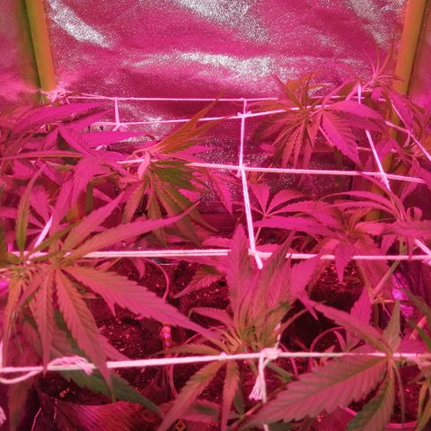 shurak kush  growlog timeline photo