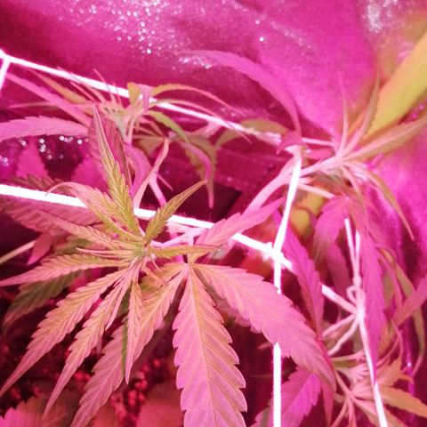 shurak kush  growlog timeline photo