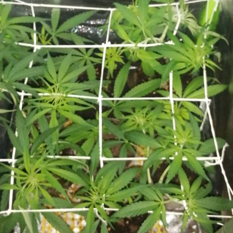 shurak kush  growlog photo: foto 12/12 entrenamiento de scrog