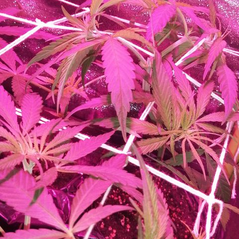 shurak kush  growlog photo: foto 12/12 entrenamiento de scrog