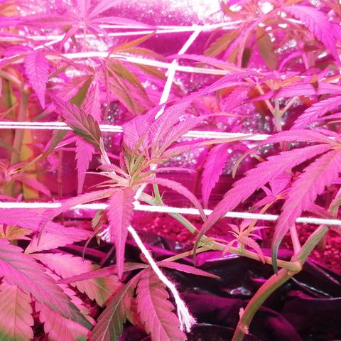 shurak kush  growlog photo: foto 12/12 entrenamiento de scrog