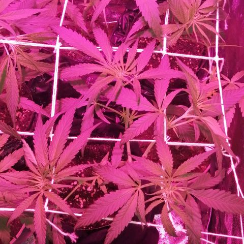 shurak kush  growlog photo: seguimiento luces off 12pm/ luces on 12am