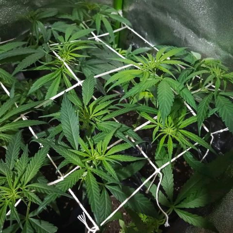 shurak kush  growlog photo: seguimiento scrog 