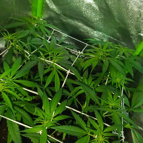 shurak kush  growlog photo: seguimiento scrog 