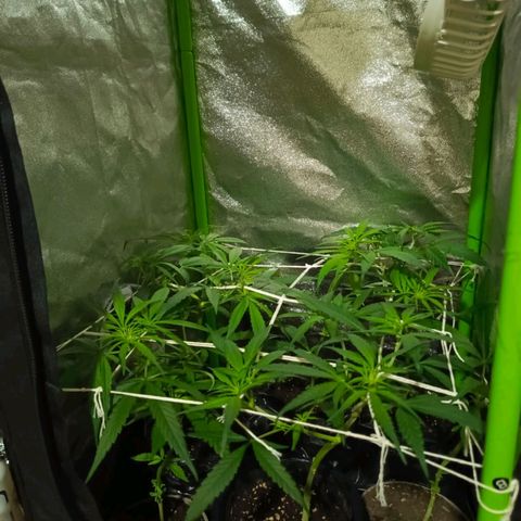 shurak kush  growlog photo: seguimiento scrog 