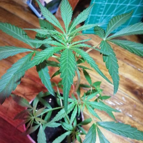 shurak kush  growlog timeline photo