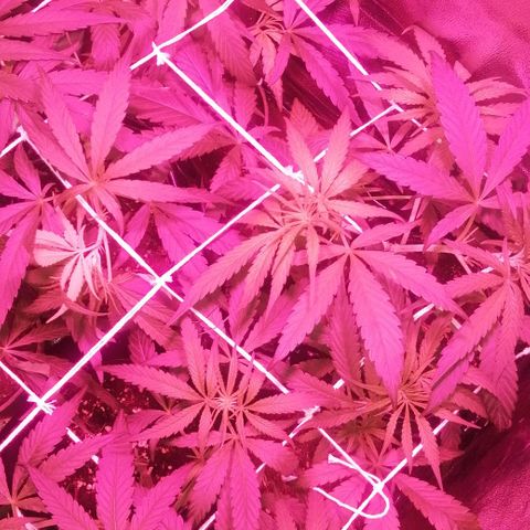 shurak kush  growlog photo: seguimiento ( scrog)