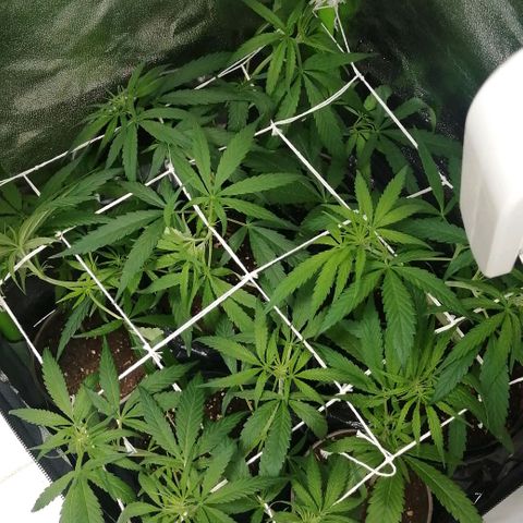 shurak kush  growlog photo: seguimiento ( scrog)