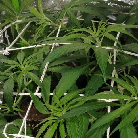 shurak kush  growlog photo: seguimiento ( scrog)