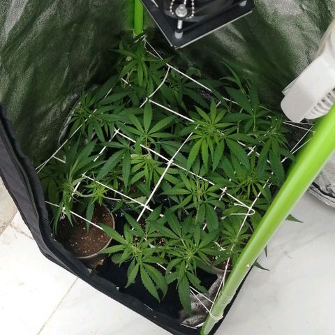 shurak kush  growlog photo: seguimiento ( scrog)