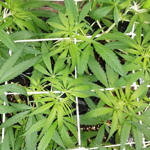 shurak kush  growlog photo: luz OFF 