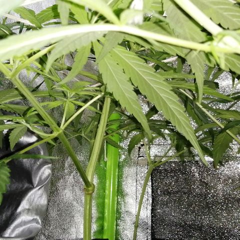 shurak kush  growlog photo: luz OFF 