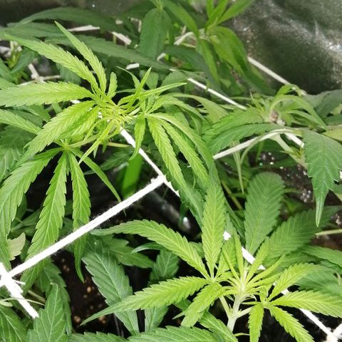 shurak kush  growlog photo: luz OFF 