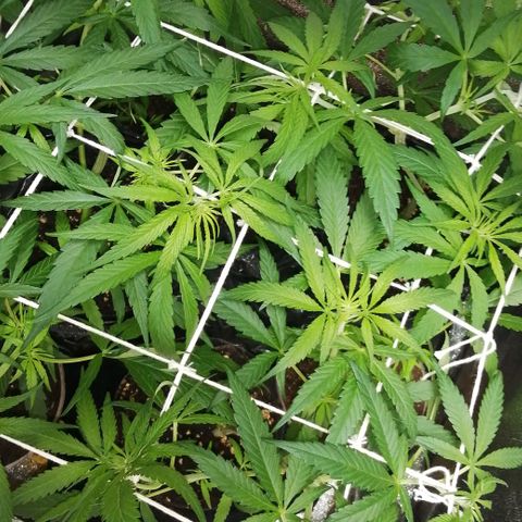shurak kush  growlog photo: luz OFF 