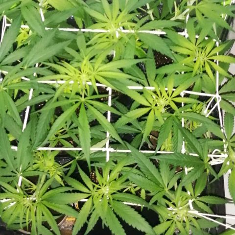 shurak kush  growlog photo: 6 semanas +  ( 1 semana con periodo de 12/12) 