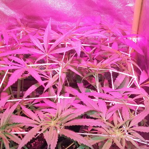 shurak kush  growlog photo: 6 semanas +  ( 1 semana con periodo de 12/12) 
