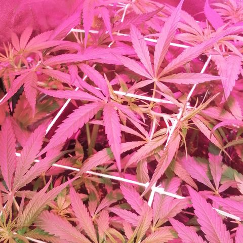 shurak kush  growlog photo: 6 semanas +  ( 1 semana con periodo de 12/12) 