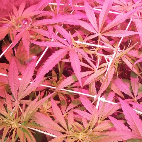 shurak kush  growlog photo: 6 semanas +  ( 1 semana con periodo de 12/12) 