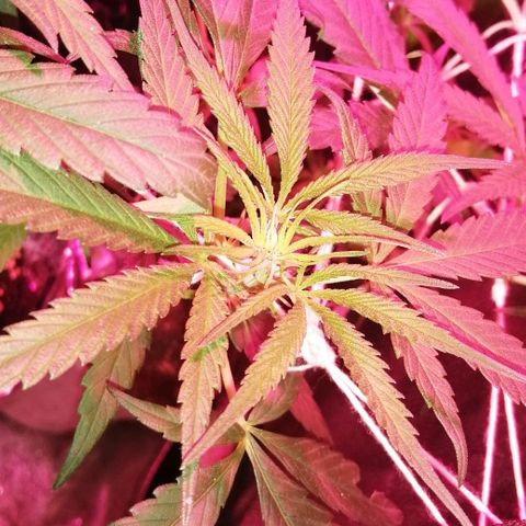 shurak kush  growlog photo: esperando sexado, vamos con fe (7) ejemplares
cepa regular 