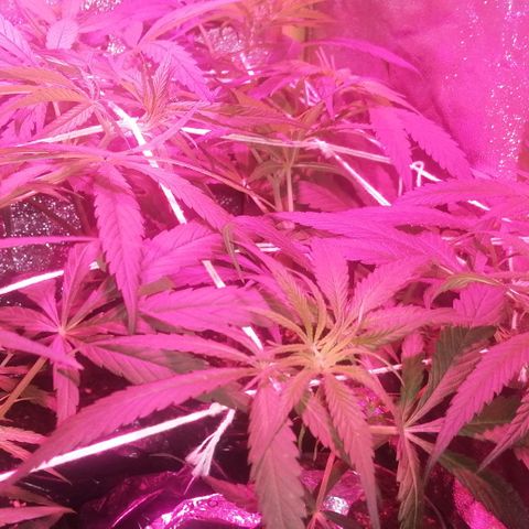 shurak kush  growlog photo: esperando sexado, vamos con fe (7) ejemplares
cepa regular 