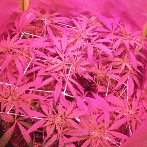 shurak kush  growlog photo: esperando sexado, vamos con fe (7) ejemplares
cepa regular 