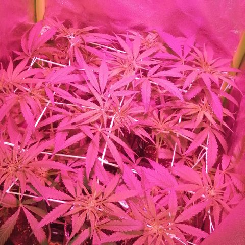shurak kush  growlog photo: esperando sexado, vamos con fe (7) ejemplares
cepa regular 