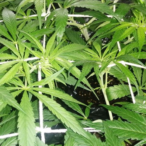 shurak kush  growlog photo: LST +  SCROG + PODA APICAL ( 7 ejemplares ) / cepas regulares/ ... esperando sexado buenas vibras 
