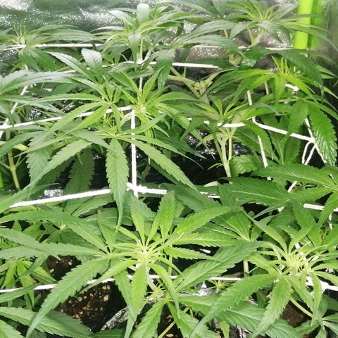 shurak kush  growlog photo: LST +  SCROG + PODA APICAL ( 7 ejemplares ) / cepas regulares/ ... esperando sexado buenas vibras 