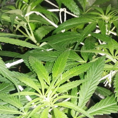 shurak kush  growlog photo: LST +  SCROG + PODA APICAL ( 7 ejemplares ) / cepas regulares/ ... esperando sexado buenas vibras 