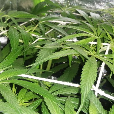 shurak kush  growlog photo: LST +  SCROG + PODA APICAL ( 7 ejemplares ) / cepas regulares/ ... esperando sexado buenas vibras 