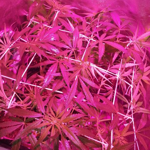 shurak kush  growlog photo: scrog
humedad 56-68%
temperatura 🌡 20c.-21c.-19c.