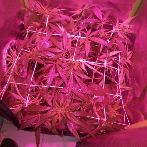 shurak kush  growlog photo: scrog
humedad 56-68%
temperatura 🌡 20c.-21c.-19c.