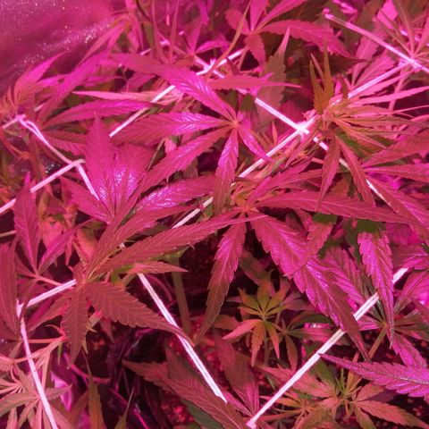 shurak kush  growlog photo: scrog
humedad 56-68%
temperatura 🌡 20c.-21c.-19c.