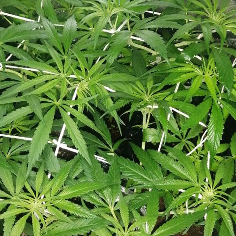 shurak kush  growlog photo: pronto para el dia de defoliacion... al parecer no tendre que hacer defoliacion extrema.. solo un 45% de hojas abanico que sobrepasen el tamaño estandar, ec de 1000 en segunda semana de foto 12/12 ahun no hay senales de sexado... vamos con fé!  