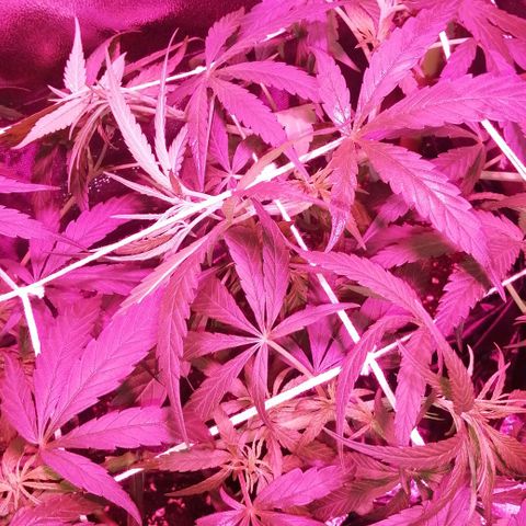 shurak kush  growlog photo: nuevamente aqui con las 7 cepas regulares esperando momento de preflora para esperar dos semanas y defoliacion de hojas abanico, asi  comenzar con la etapa de flora al máximo saludos 