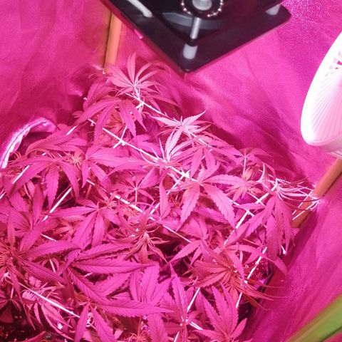 shurak kush  growlog photo: nuevamente aqui con las 7 cepas regulares esperando momento de preflora para esperar dos semanas y defoliacion de hojas abanico, asi  comenzar con la etapa de flora al máximo saludos 
