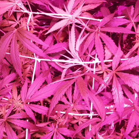 shurak kush  growlog photo: nuevamente aqui con las 7 cepas regulares esperando momento de preflora para esperar dos semanas y defoliacion de hojas abanico, asi  comenzar con la etapa de flora al máximo saludos 