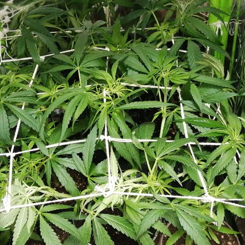shurak kush  growlog photo: luz off mejor vision y color 